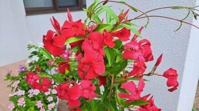 花のお出迎え