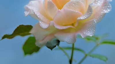 5月のおたより
