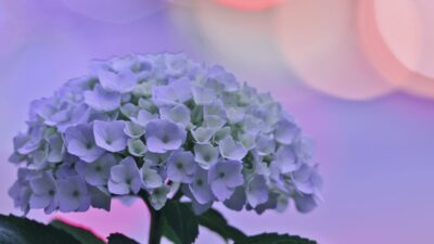 6月のおたより