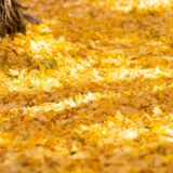 11月のおたより