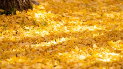 11月のおたより