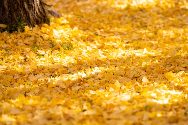 11月のおたより