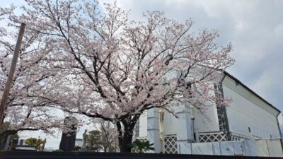 桜も満開