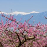 桃の花と残雪