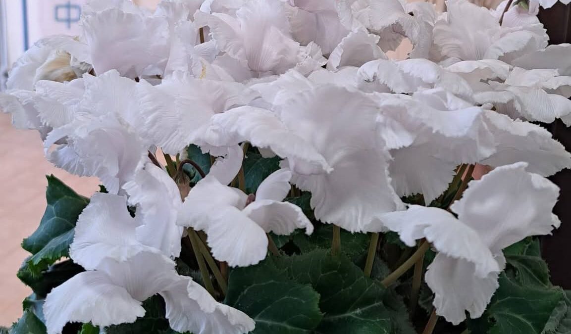 元気を送るシクラメン