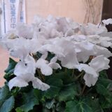 元気を送るシクラメン