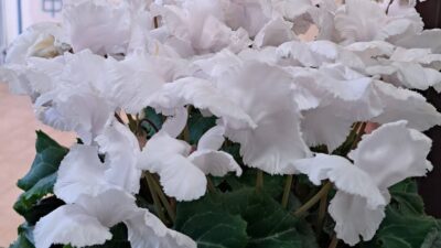 元気を送るシクラメン