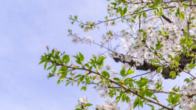 4月のおたより