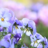 5月のおたより