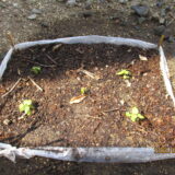 昭寿荘　花壇に新芽が咲きました🌱