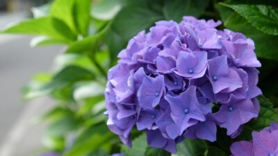 7月のおたより