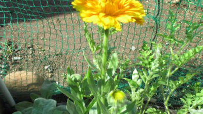 キンセンカが咲きました！🌻