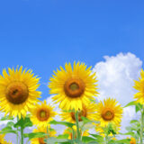 8月のおたより