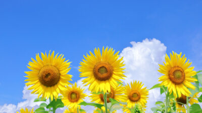 8月のおたより