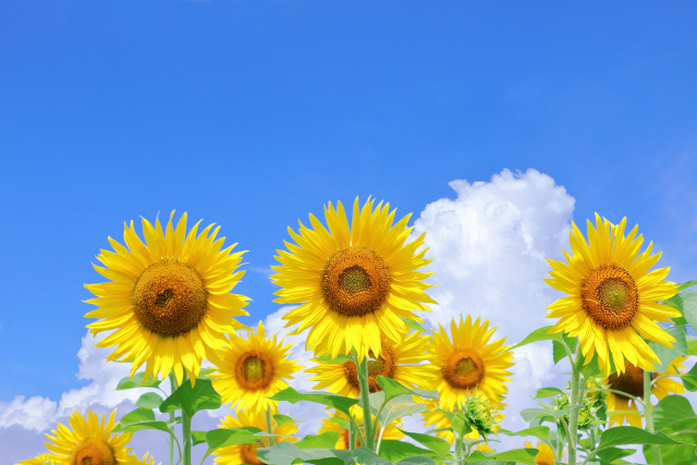 8月のおたより
