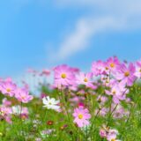 9月のおたより