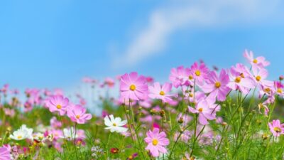 9月のおたより
